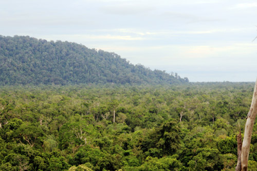 Jokowi ‘needs to intervene’ on Leuser deforestation, J.Post: (October 19, 2016)